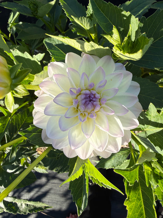 Eveline Dahlia Tuber