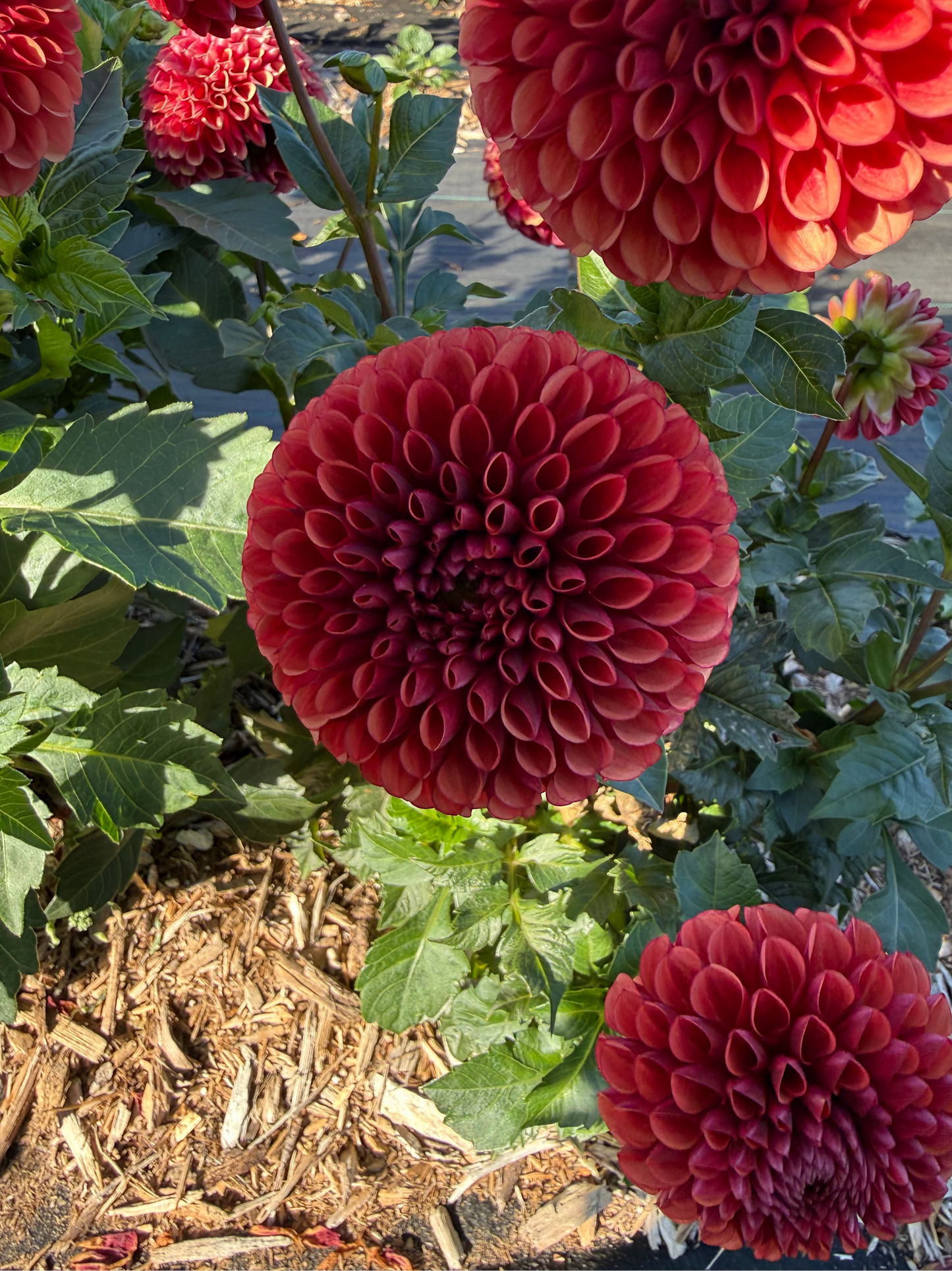 Copper Boy Dahlia Tuber