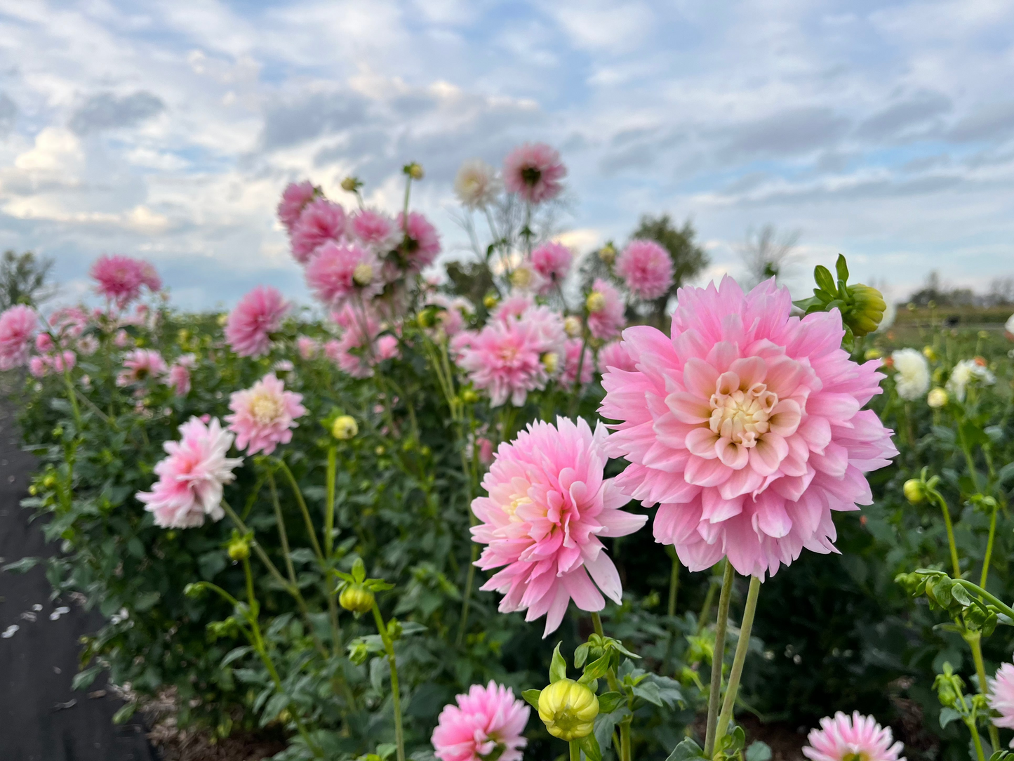 Chilson's Pride Dahlia Tuber