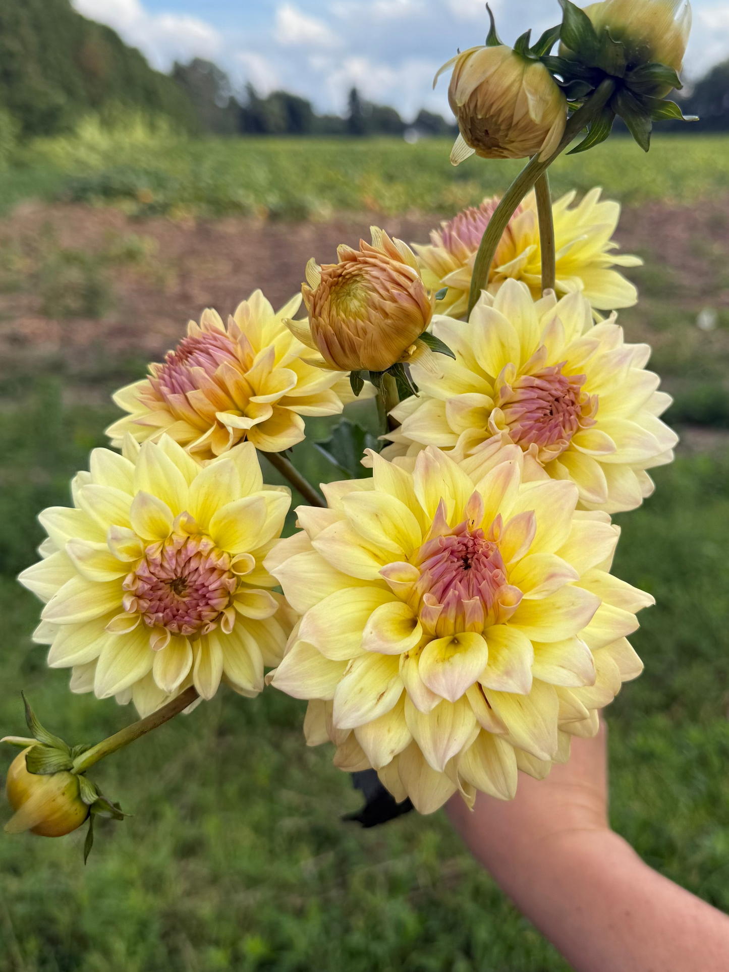 Canoz Jaguar Dahlia Tuber