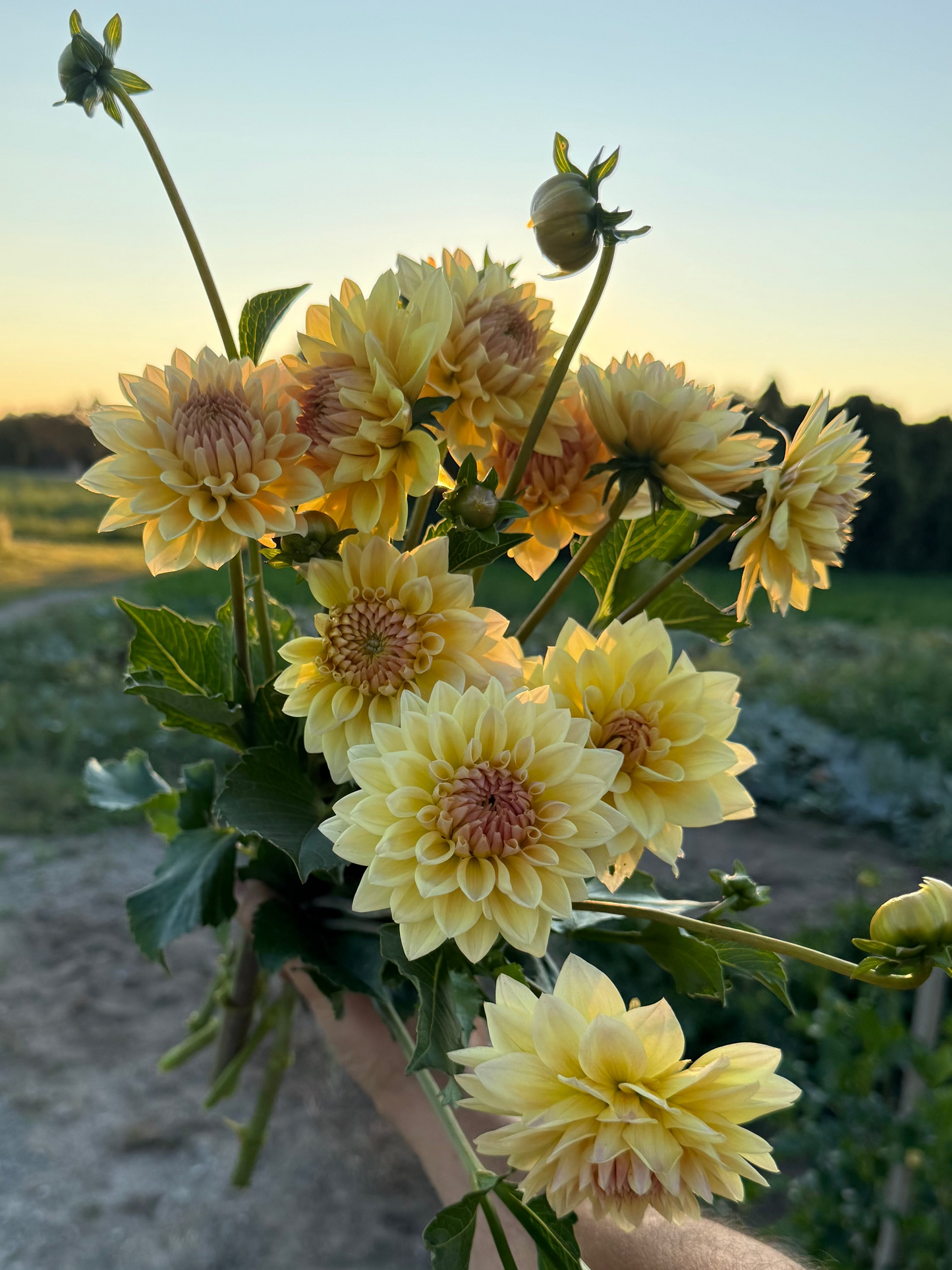 Canoz Jaguar Dahlia Tuber