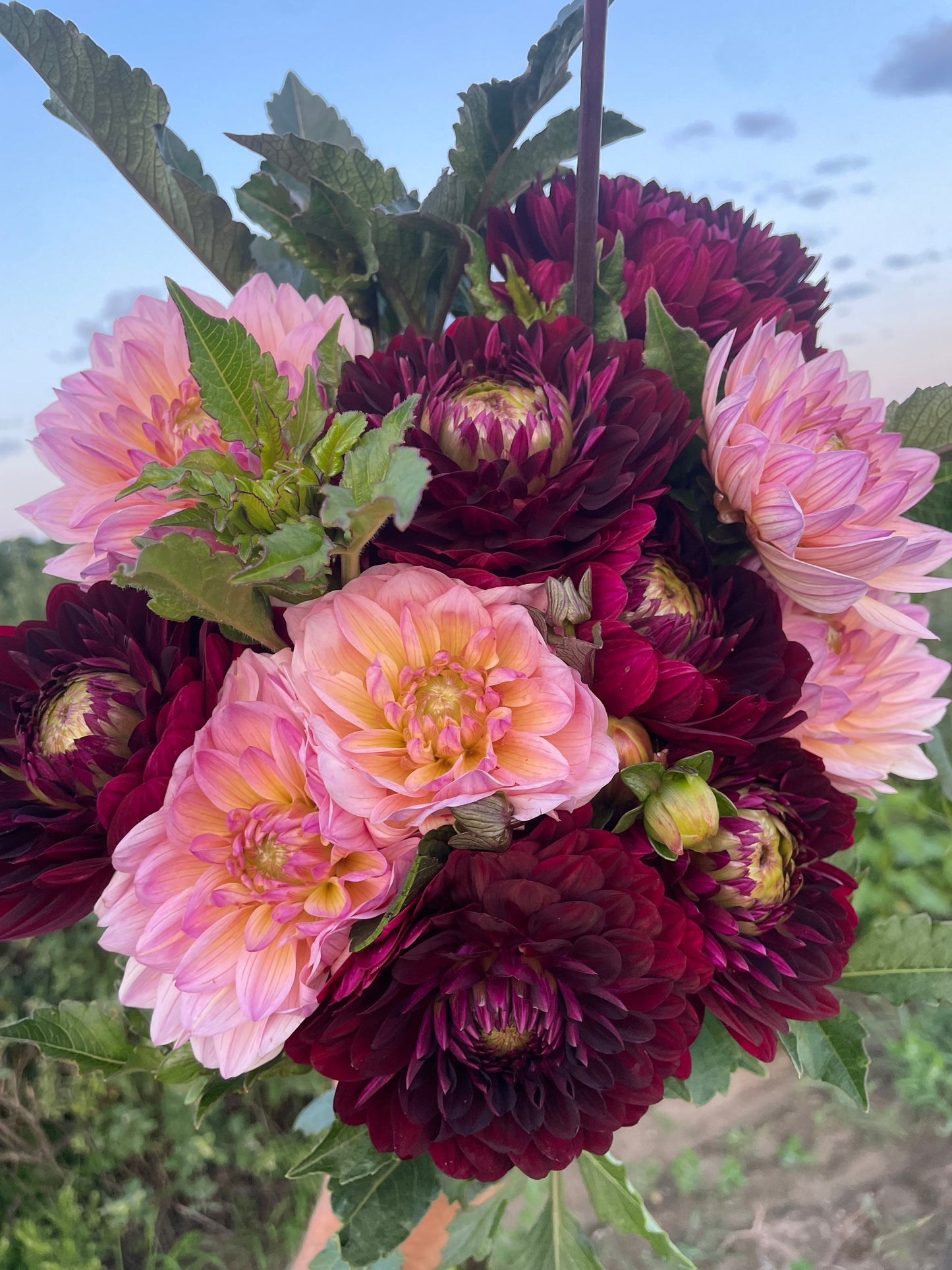 Limited Time Holiday Bundle (7 Dahlias)