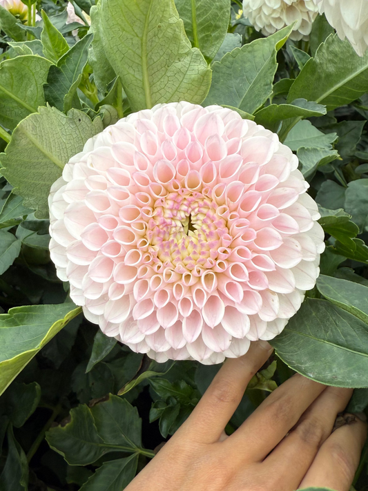 Pink Pearl Dahlia Tuber
