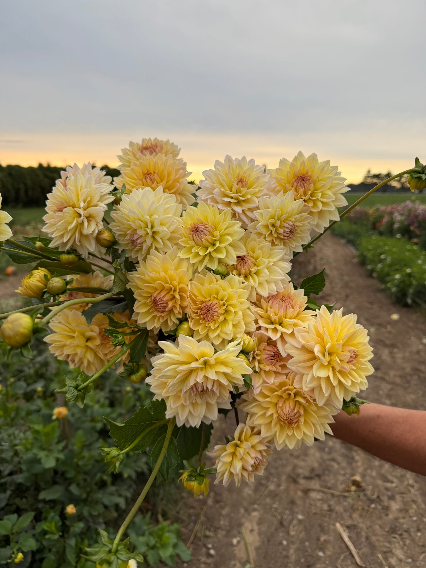 Canoz Jaguar Dahlia Tuber