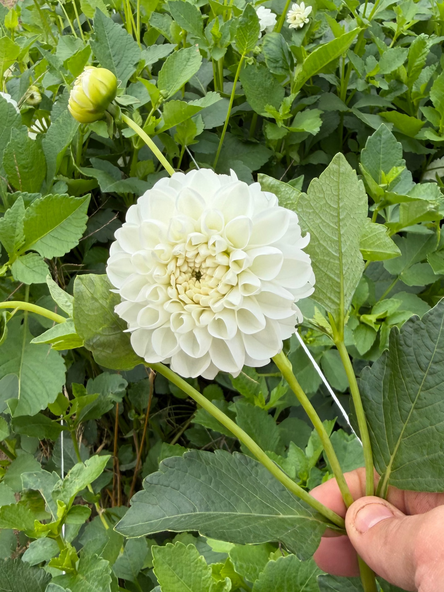 Orsett Beauty Dahlia Tuber