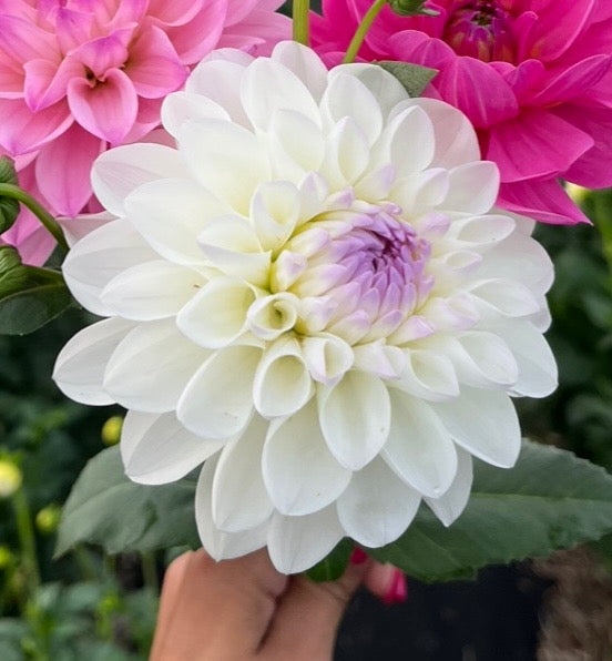 Eveline Dahlia Tuber
