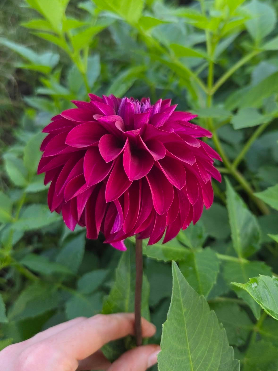 Woodlands Merinda Dahlia Tuber