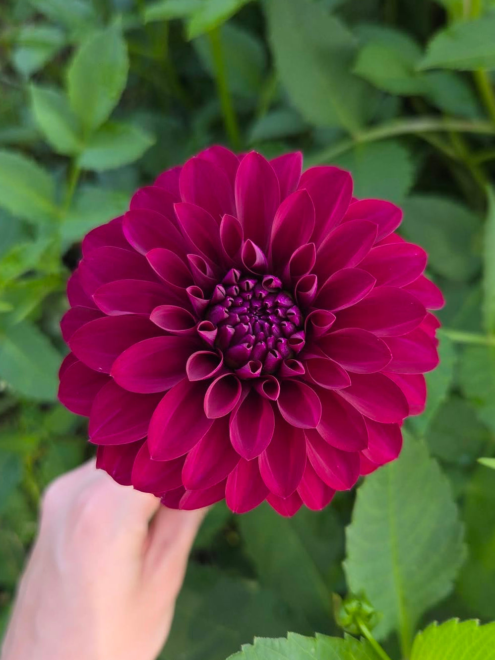 Woodlands Merinda Dahlia Tuber