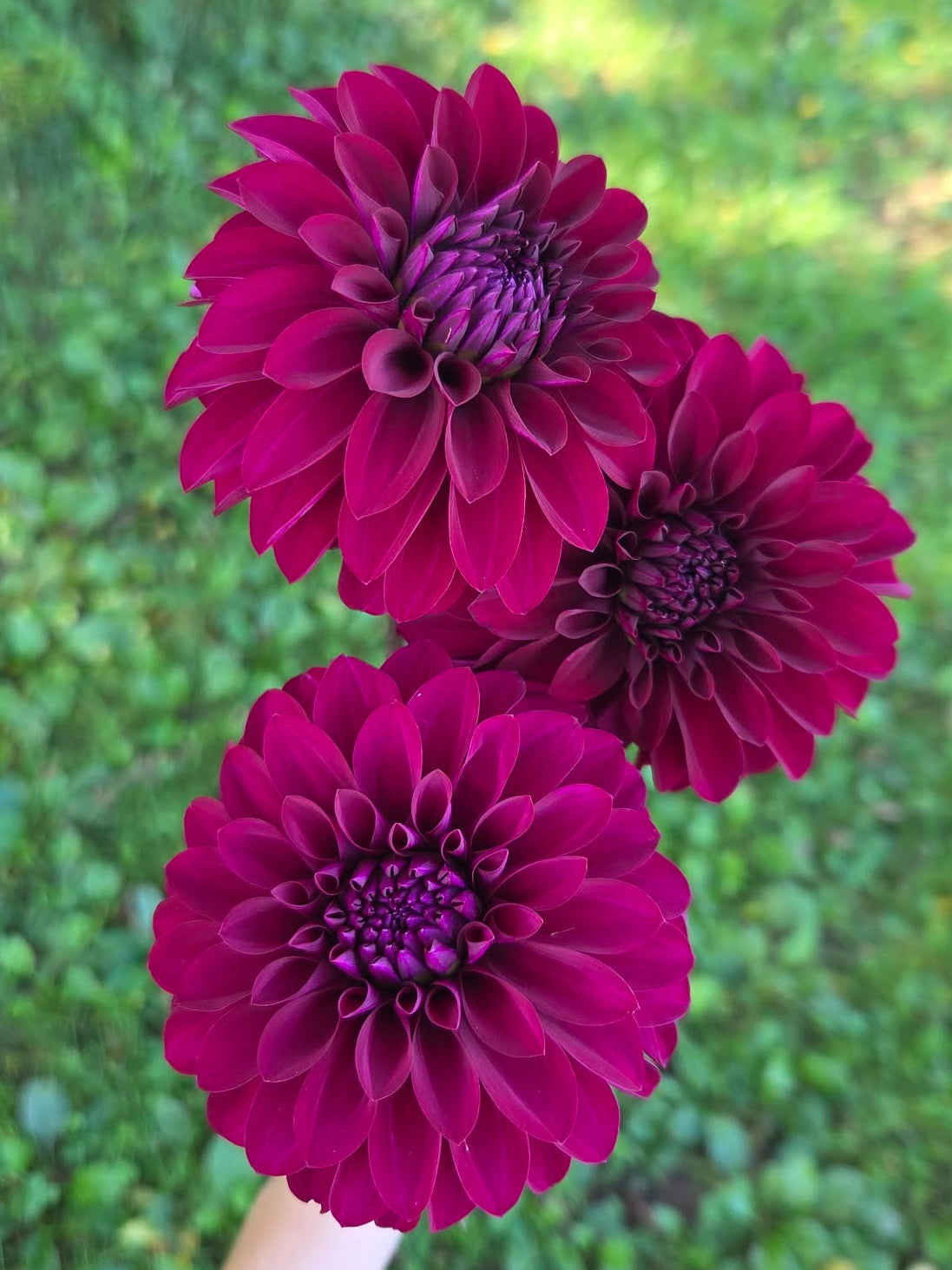 Woodlands Merinda Dahlia Tuber