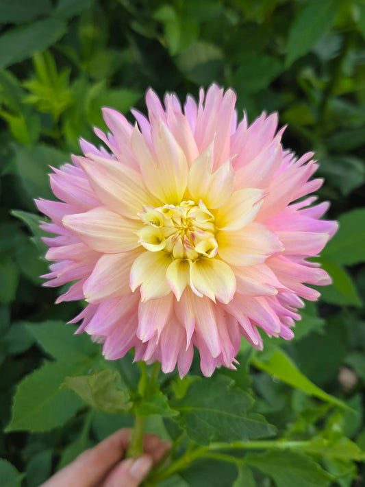 Ferncliff Cameo Dahlia Tuber