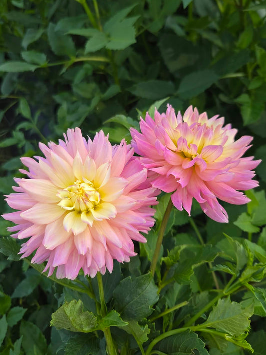 Ferncliff Cameo Dahlia Tuber