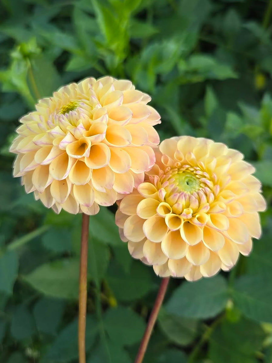 Skeena Daybreak Dahlia Tuber
