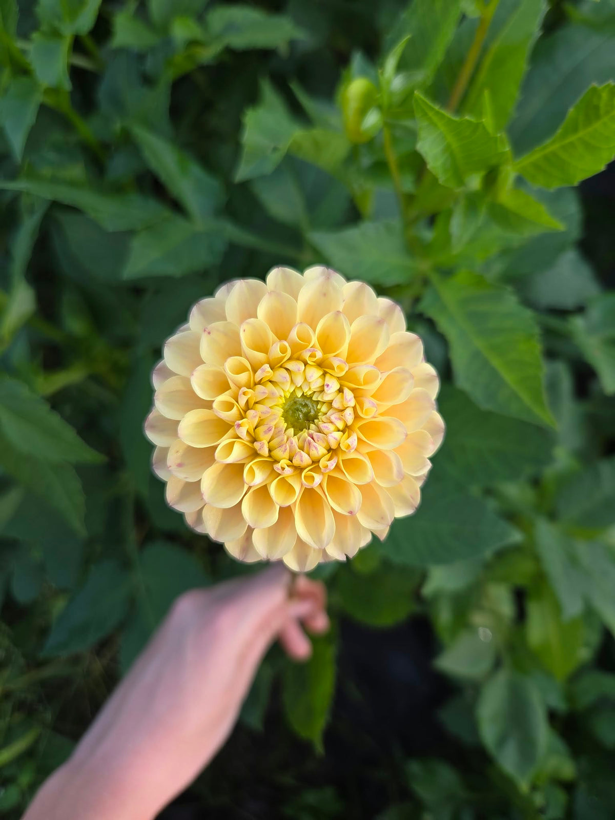 Skeena Daybreak Dahlia Tuber