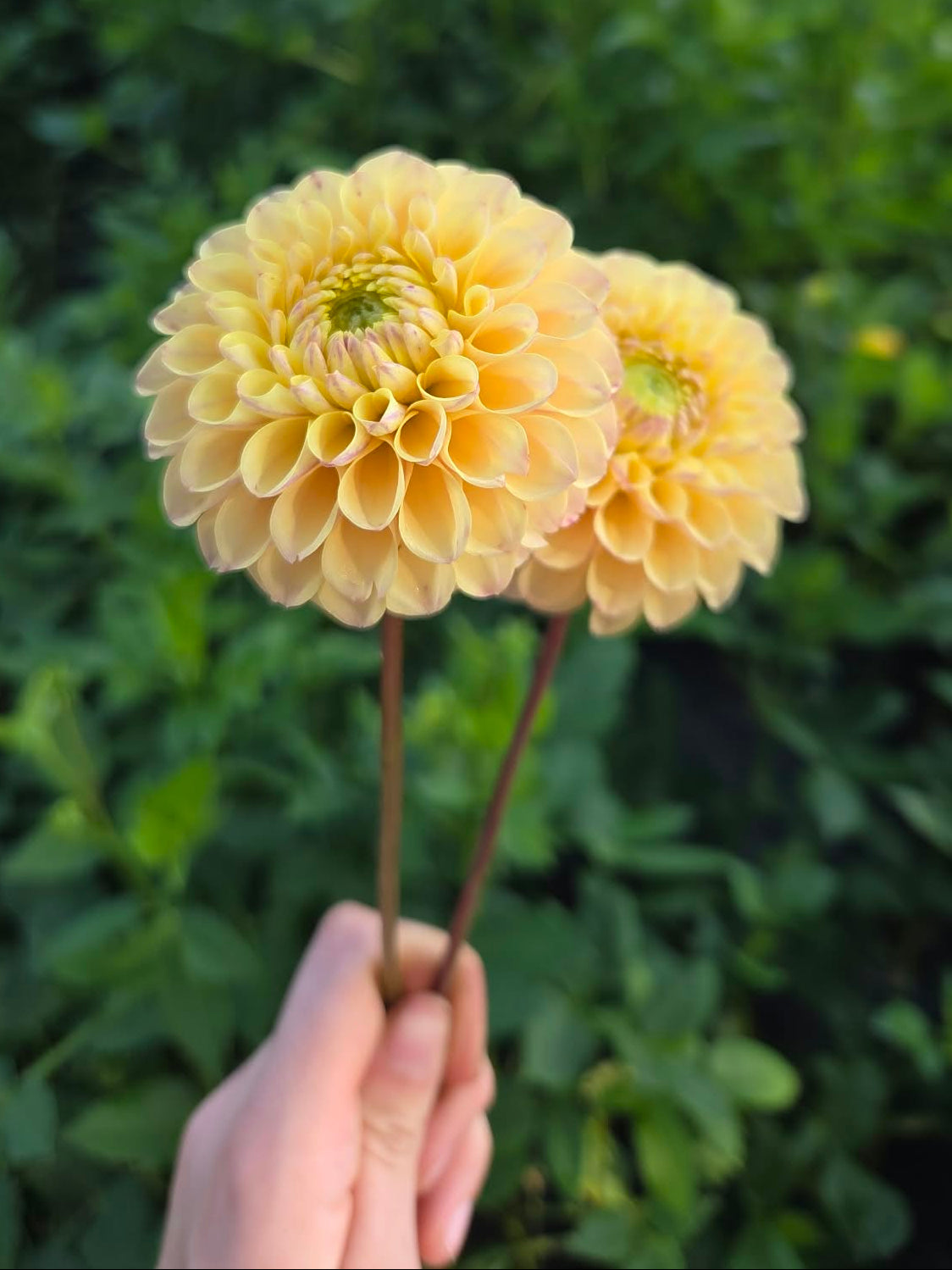 Skeena Daybreak Dahlia Tuber