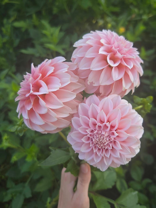 Peaches-N-Cream Dahlia Tuber