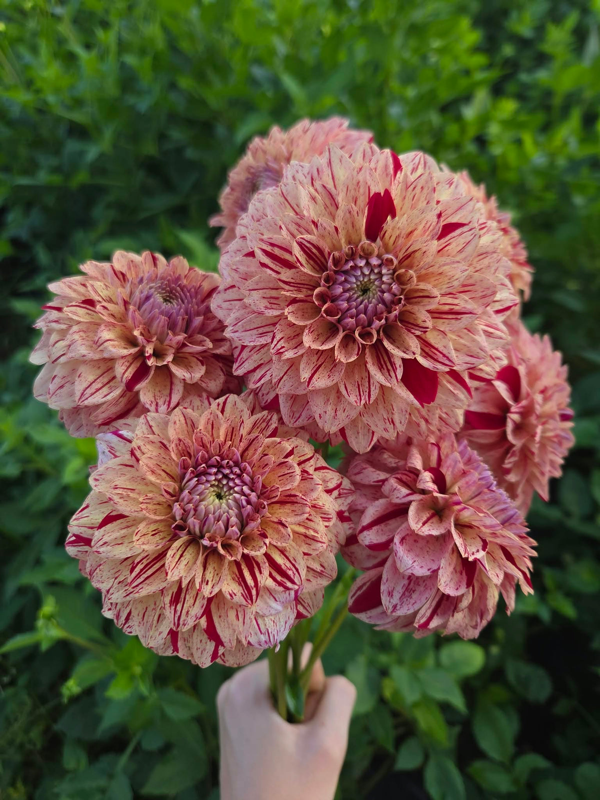 Florelie Honey Red Dahlia Tuber