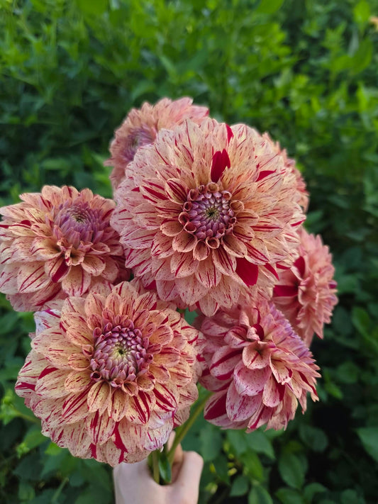 Florelie Honey Red Dahlia Tuber