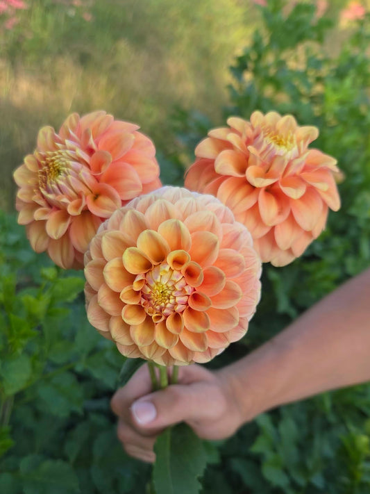 Florelie Duckling Dahlia Tuber