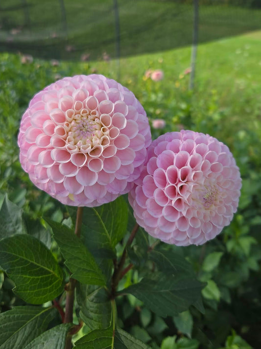 20th Ave Memory Dahlia Tuber