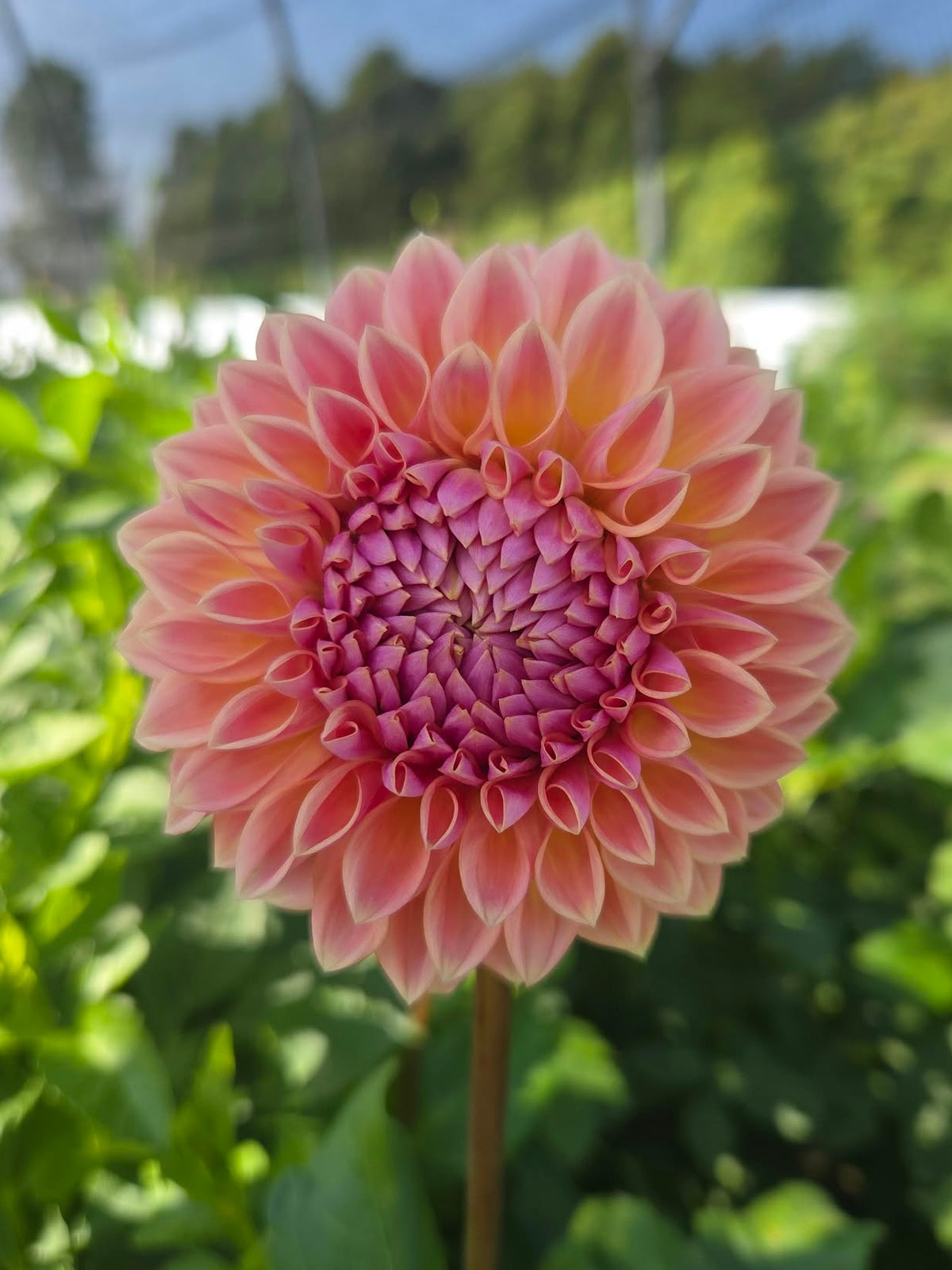 RM Summer Haze Dahlia Tuber
