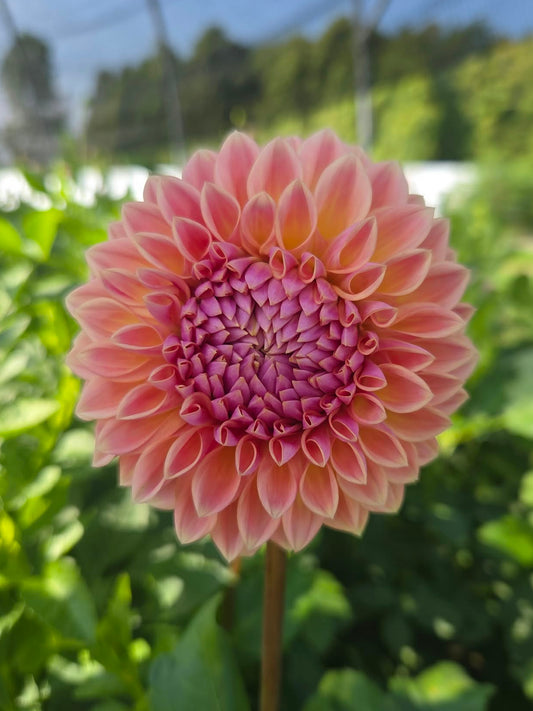RM Summer Haze Dahlia Tuber