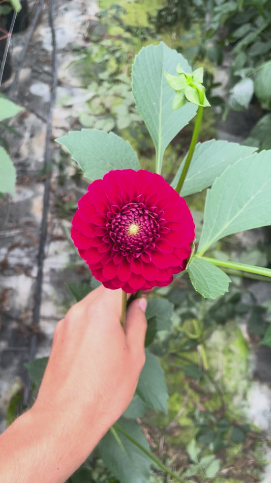 Florelie Vendetta Dahlia Tuber