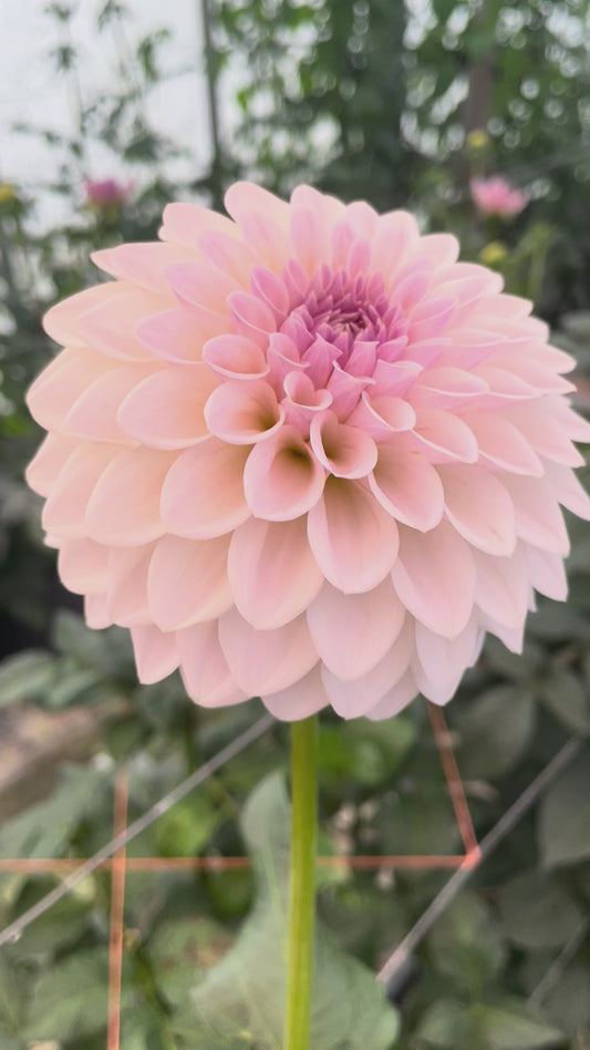 Bloomquist Tory P Dahlia Tuber