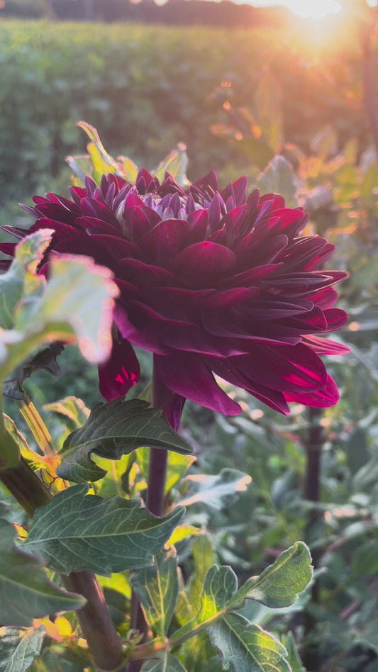 Blues Bird Dahlia Tuber